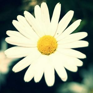 Meet your Posher, Carly